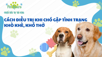 Cách Điều Trị Khi Chó Gặp Tình Trạng Khò Khè, Khó Thở