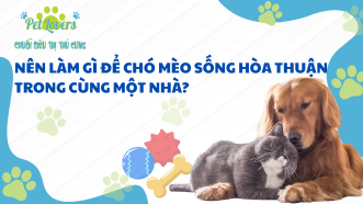 Nên Làm Gì Để Chó Mèo Sống Hòa Thuận Trong Cùng Một Nhà?