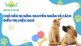 Chó Mèo Bị Nôn: Nguyên Nhân và Cách Điều Trị Hiệu Quả