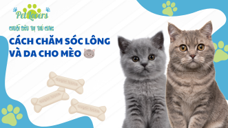 Cách Chăm Sóc Lông và Da Cho Mèo – Bí Quyết Giữ Lông Bóng Mượt, Da Khỏe Mạnh