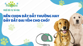 Nên Chọn Dây Dắt Thường Hay Dây Dắt Đai Yếm Cho Chó?