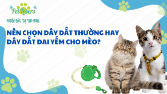 Nên Chọn Dây Dắt Thường Hay Dây Dắt Đai Yếm Cho Mèo?
