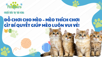 Đồ Chơi Cho Mèo – Mèo Thích Chơi Gì? Bí Quyết Giúp Mèo Luôn Vui Vẻ! 🐱🎾