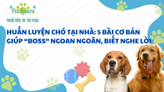 Huấn Luyện Chó Tại Nhà: 5 Bài Cơ Bản Giúp “Boss” Ngoan Ngoãn, Biết Nghe Lời