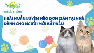 5 Bài Huấn Luyện Mèo Đơn Giản Tại Nhà Dành Cho Người Mới Bắt Đầu