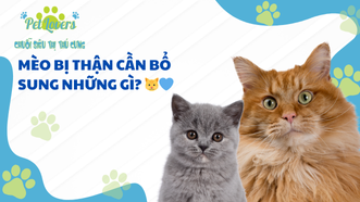 Mèo Bị Thận Cần Bổ Sung Những Gì? 🐱💙