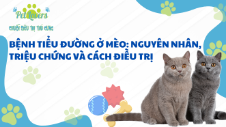 Bệnh Tiểu Đường Ở Mèo: Nguyên Nhân, Triệu Chứng và Cách Điều Trị