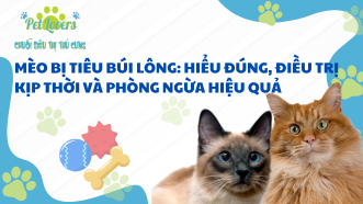 Mèo Bị Tiêu Búi Lông: Hiểu Đúng, Điều Trị Kịp Thời Và Phòng Ngừa Hiệu Quả