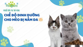 Chế Độ Dinh Dưỡng Cho Mèo Bị Nấm Da