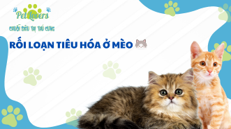 Rối Loạn Tiêu Hóa Ở Mèo: Nguyên Nhân, Cách Chăm Sóc Và Điều Trị