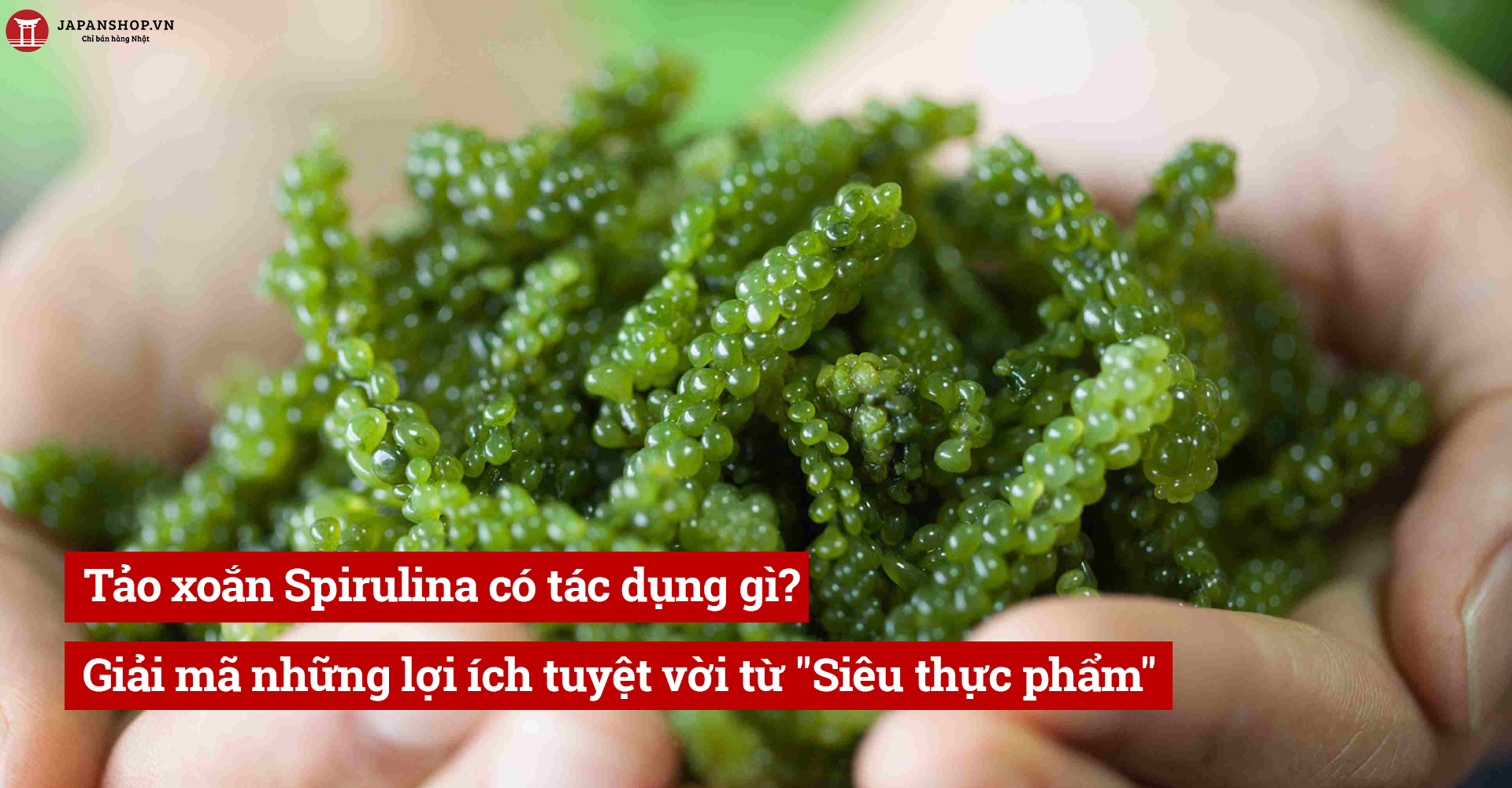 Tảo xoắn spirulina có tác dụng gì? Giải mã những lợi ích tuyệt vời từ 