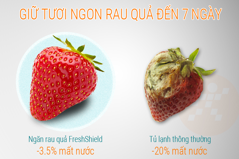 Ngăn đựng rau củ FreshShield