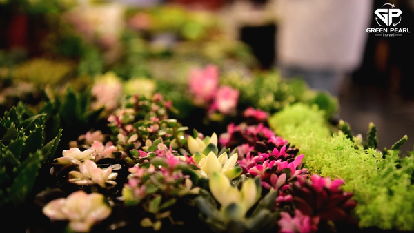 CÔN MINH – LÀNG HOA CẢI DẦU CÁT ĐÊ – VỊNH PHƯỢNG LONG – HỒ ĐIỀN TRÌ (4N4D)