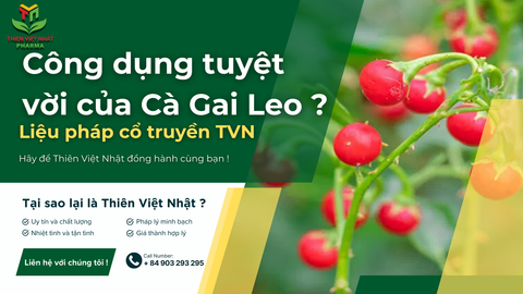 Liệu pháp cổ truyền với Cà Gai Leo đối với sức khỏe
