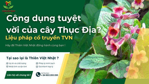 Cây Thục Địa có tác dụng gì trong nghiên cứu dược lý hiện đại và y học cổ truyền ?