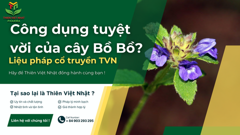 Cây Bồ Bồ có tác dụng gì ? Hỗ trợ cải thiện người mắc bệnh gan tại nhà