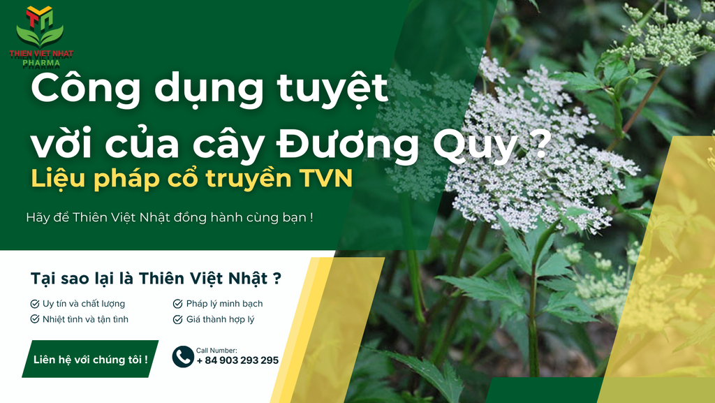 Cây Đương Quy có tác dụng gì ?