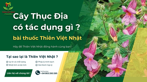 Cây Thục Địa có tác dụng gì trong nghiên cứu dược lý hiện đại và y học cổ truyền ?