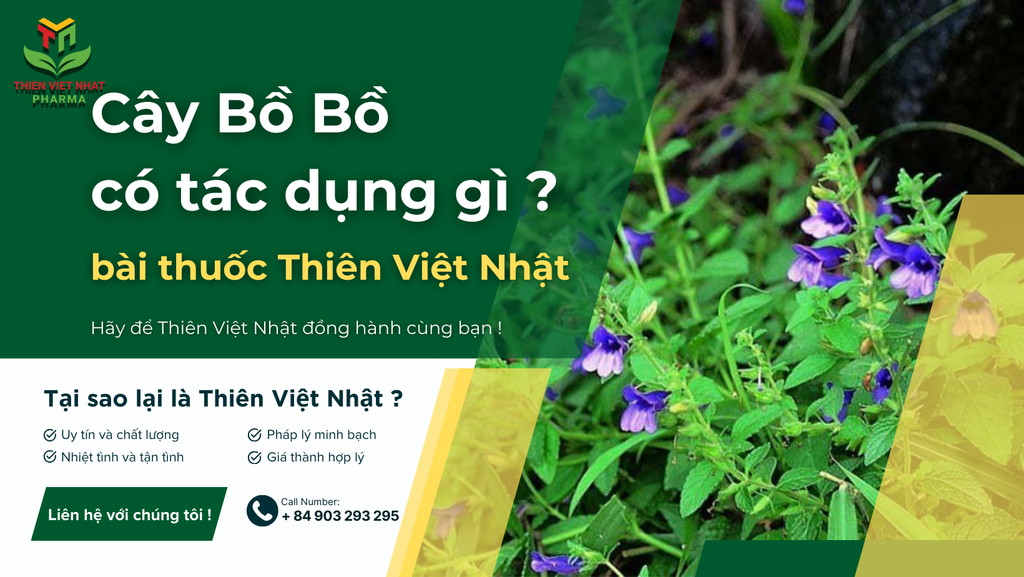 Cây Bồ Bồ có tác dụng gì ? Hỗ trợ cải thiện người mắc bệnh gan tại nhà