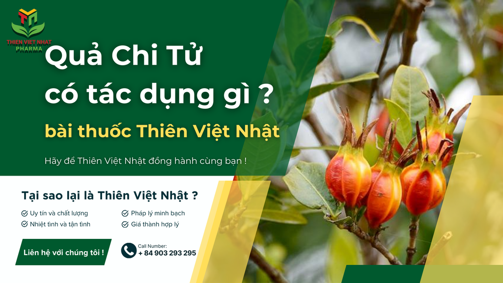Cao Quả Chi Tử ( dành dành ) hỗ trợ điều trị bệnh gì ?
