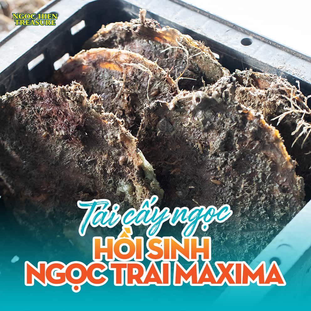 ​​​​​​​Tái cấy ngọc – Hành trình “hồi sinh” kỳ công Ngọc trai Maxima tại Ngọc Hiền