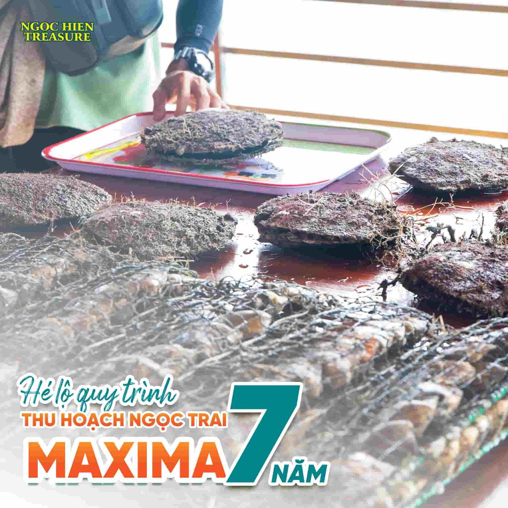 Ngoc Hien Treasure h​​​​é lộ quy trình thu hoạch ngọc trai Maxima 7 năm
