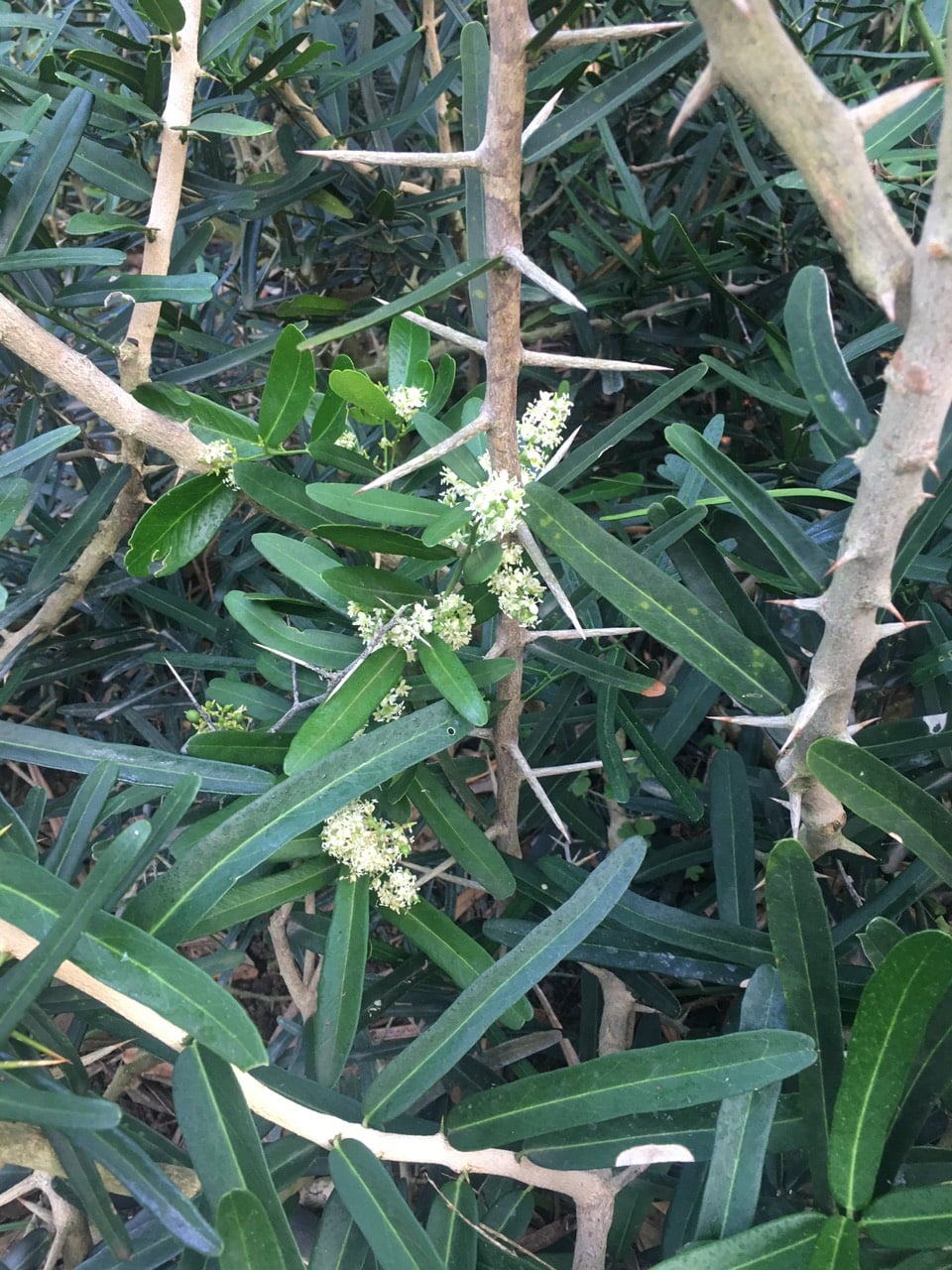 Xáo Tam Phân, Thảo Dược Quý Hỗ Trợ Điều Trị Bệnh