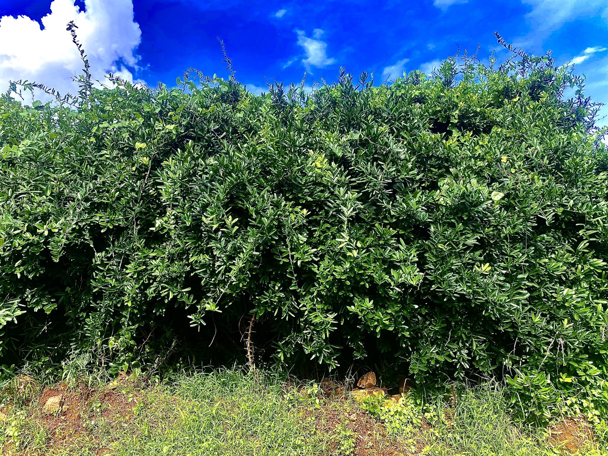 Sự thật hay lời đồn? Xáo tam phân và công dụng hỗ trợ điều trị viêm gan B