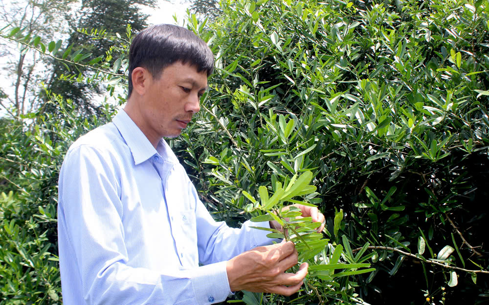 Nông dân Việt Nam xuất sắc 2024 đến từ Đồng Nai là người trồng cây dược liệu quý hỗ trợ điều trị bệnh nan y