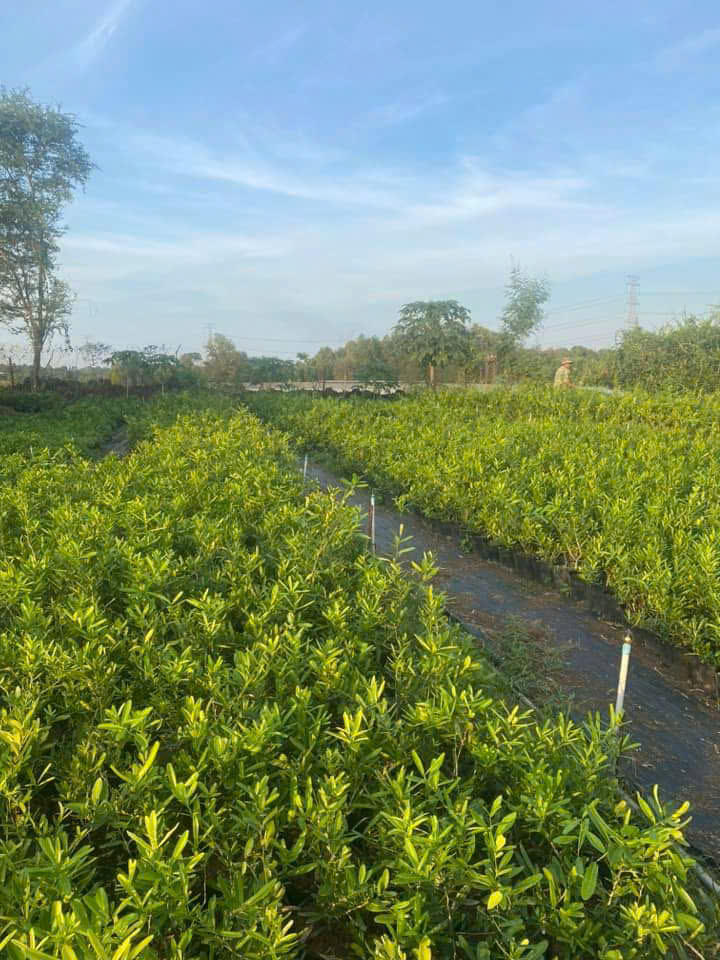 CÂY GIỐNG XÁO TAM PHÂN