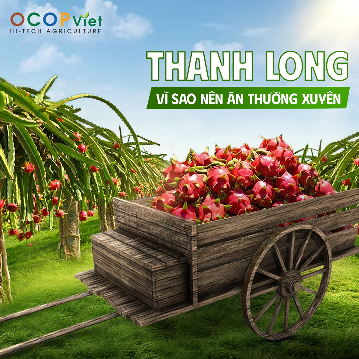 Giải mã công dụng của thanh long – Vì sao nên ăn thường xuyên?