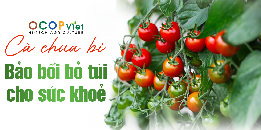 Cà chua bi - Bảo bối bỏ túi cho sức khỏe