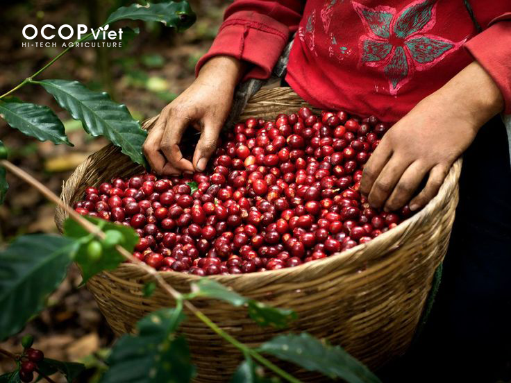 Giá Nông Sản Hôm Nay 6/3/2025 - Cập Nhật Mới Nhất