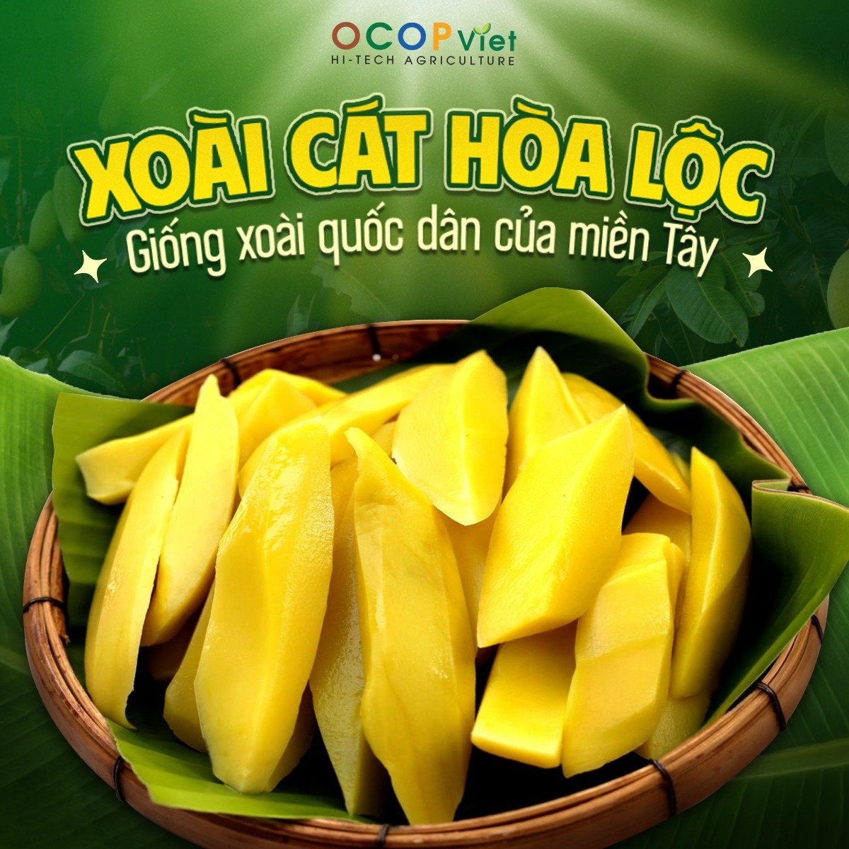 Khám Phá Xoài Cát Hòa Lộc – Vị Ngọt Miền Sông Nước
