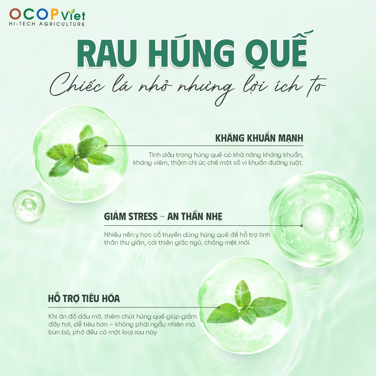 Rau húng quế có tác dụng gì?