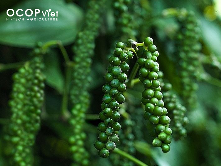 Giá Nông Sản Hôm Nay 8/3/2025 - Cập Nhật Mới Nhất