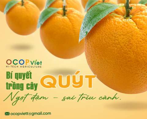 Bí Quyết Trồng Cây Quýt Đường Ngọt Đậm, Trái Sai Trĩu Cành