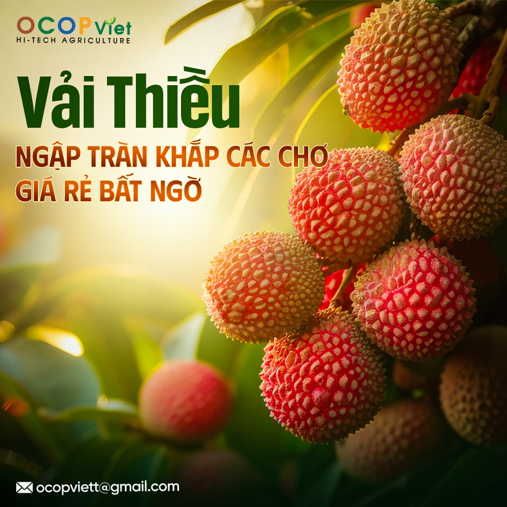 Vải Thiều Ngập Tràn Khắp Các Chợ, Giá Rẻ Bất Ngờ
