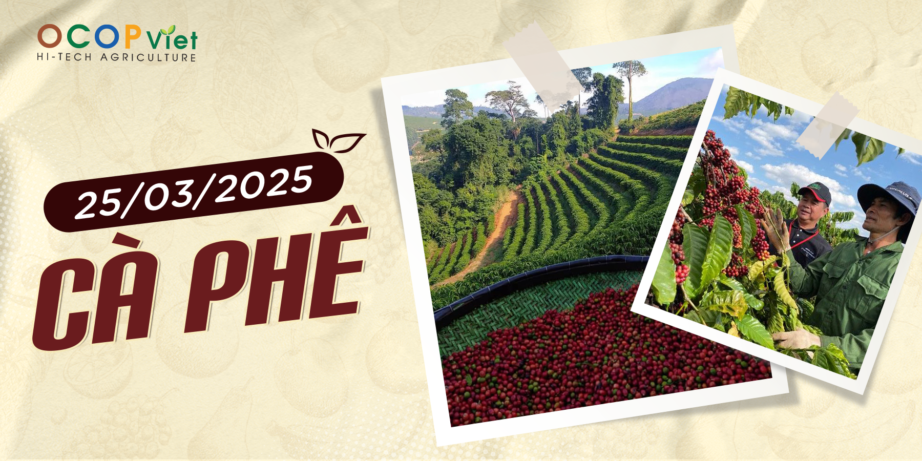 Giá Nông Sản Hôm Nay 25/3/2025 - Cập Nhật Mới Nhất