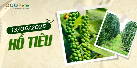 Giá Nông Sản Hôm Nay 13/6/2025 - Cập Nhật Mới Nhất
