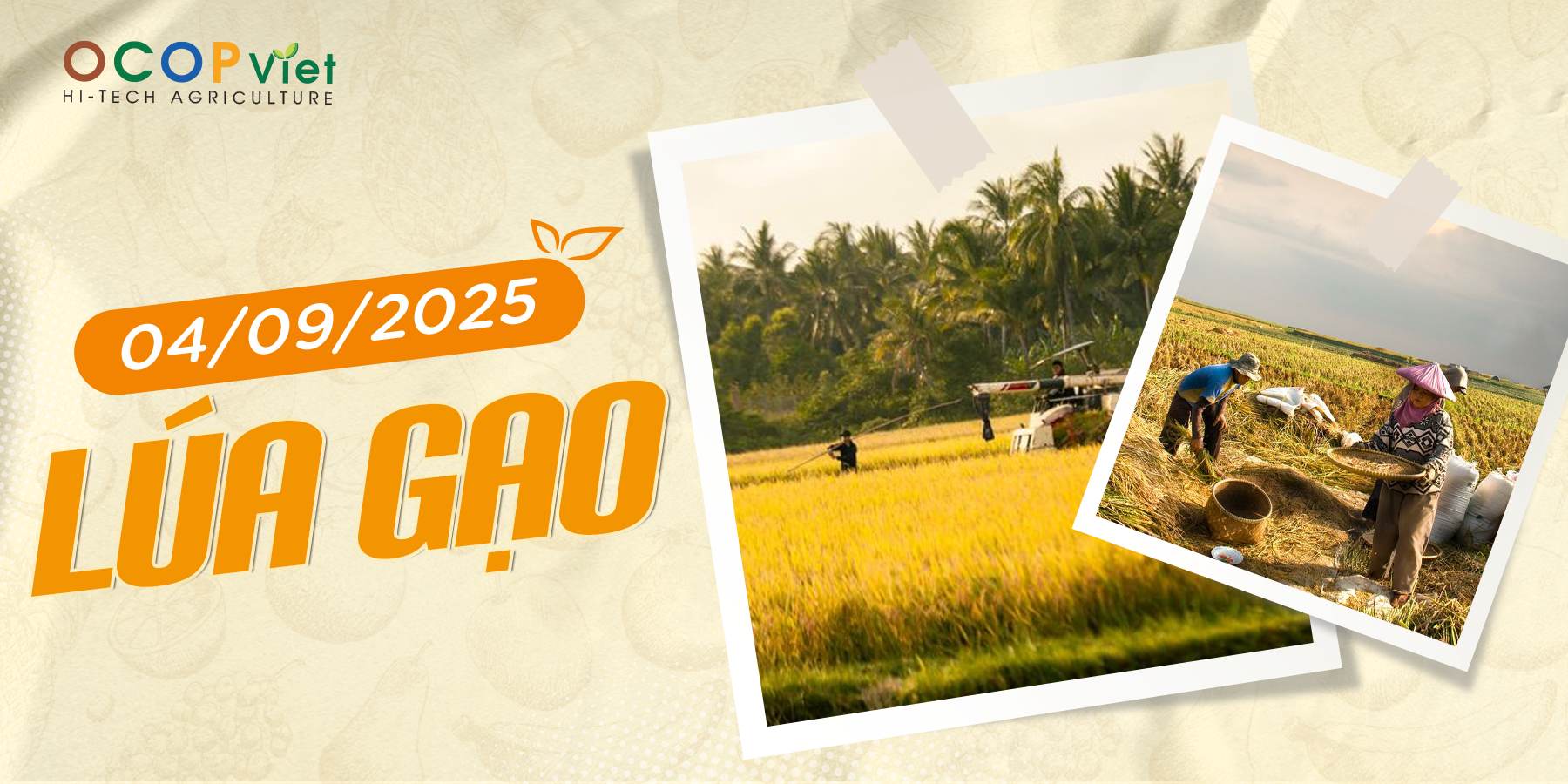 Giá Nông Sản Hôm Nay 4/9/2025 - Cập Nhật Mới Nhất