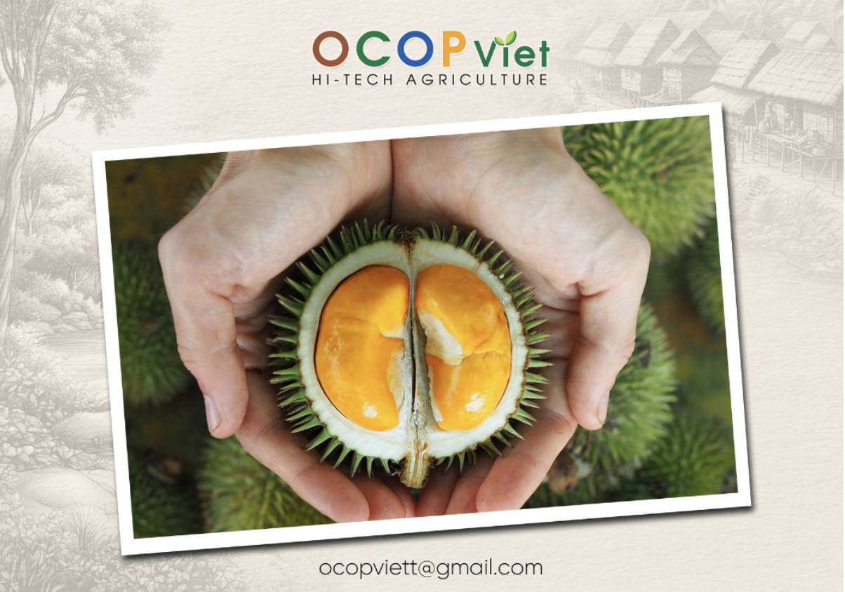 Sầu riêng mini: Nhỏ nhưng