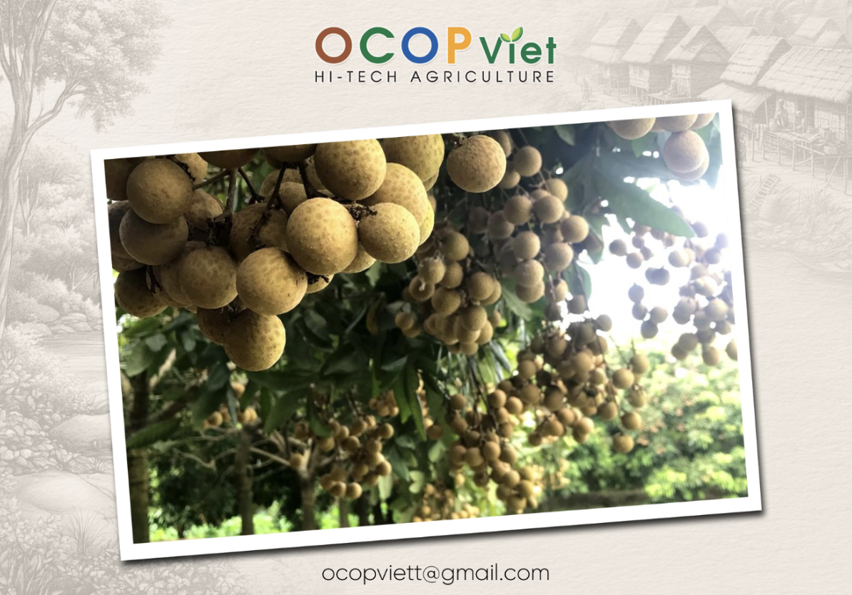 Nhãn lồng Hưng Yên - Đặc sản miền Bắc