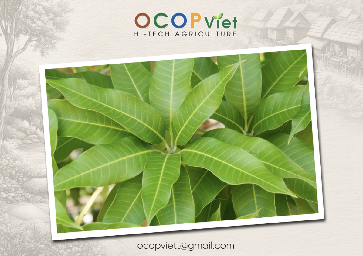 Lá Xoài Có Tác Dụng Gì?