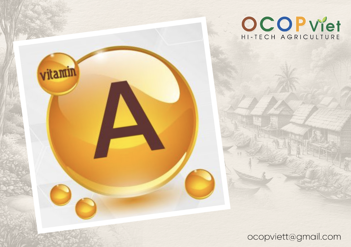 Top Các Loại Trái Cây Bổ Mắt, Giàu Vitamin A