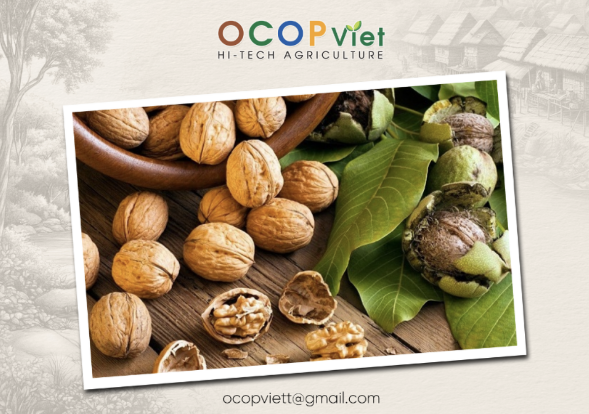 Ăn quả óc chó có tốt không? Những lợi ích không ngờ của quả óc chó