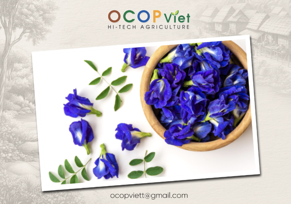 Uống hoa đậu biếc có tác dụng gì?
