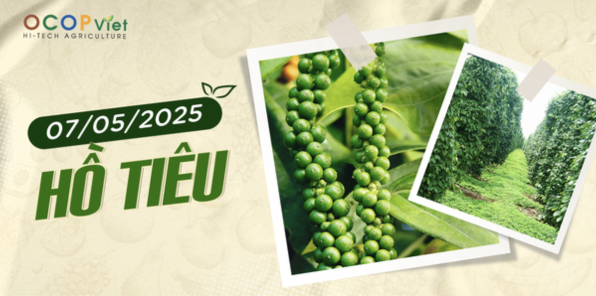 Giá Nông Sản Hôm Nay 7/5/2025 - Cập Nhật Mới Nhất
