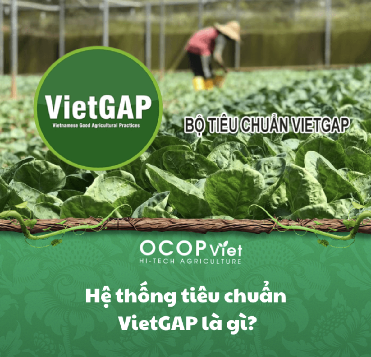 Hệ thống tiêu chuẩn VietGAP là gì?