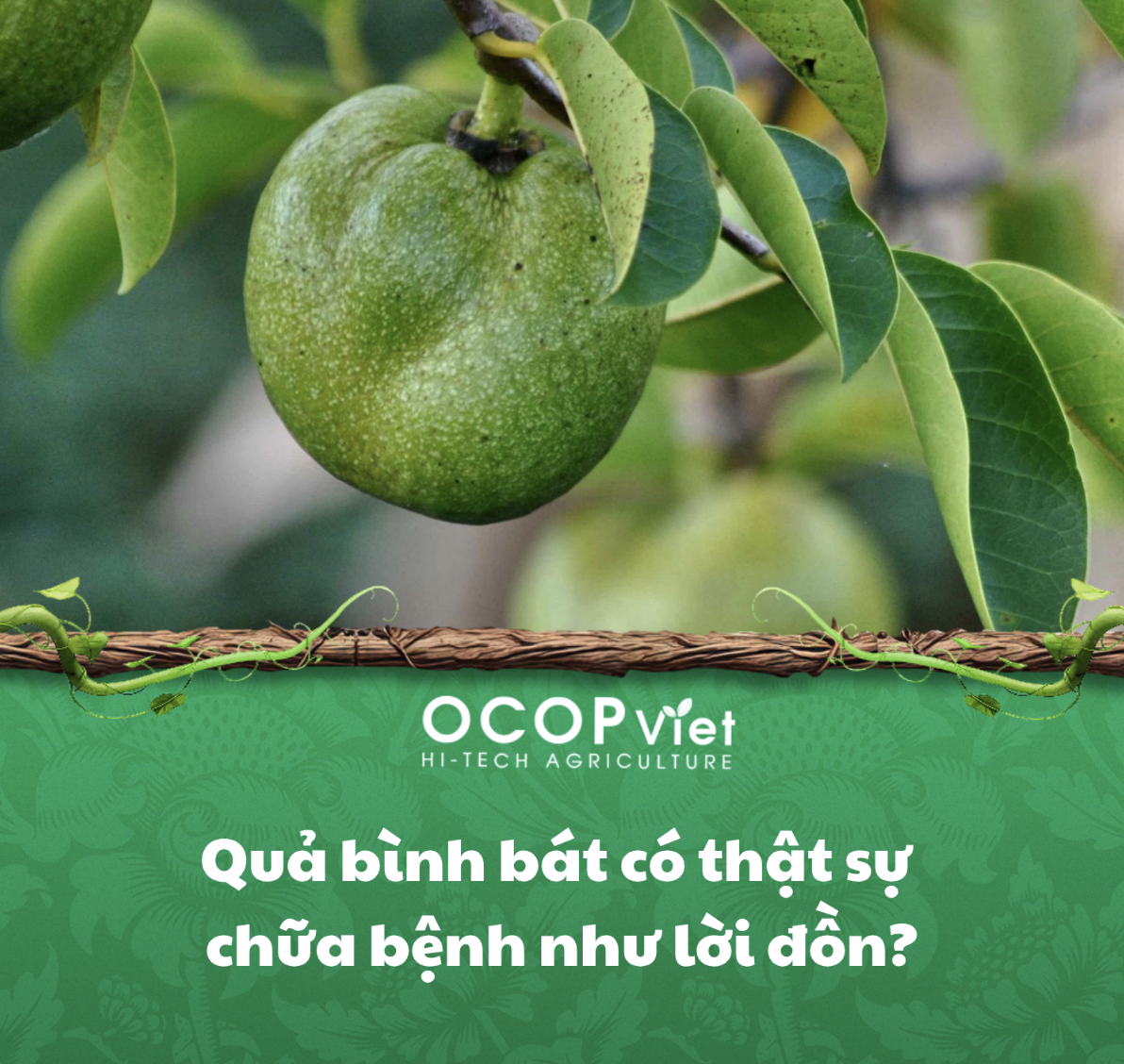 Quả bình bát có thật sự chữa bệnh như lời đồn?